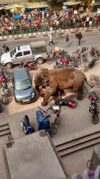 The elephant had reached City Plaza, a popular building on Sevok Road that houses many newspaper offices, showrooms and insurance companies. The forest department was trying to tranquilize it. The elephant had reached City Plaza, a popular building on Sevok Road that houses many newspaper offices, showrooms and insurance companies. The forest department was trying to tranquilize it.