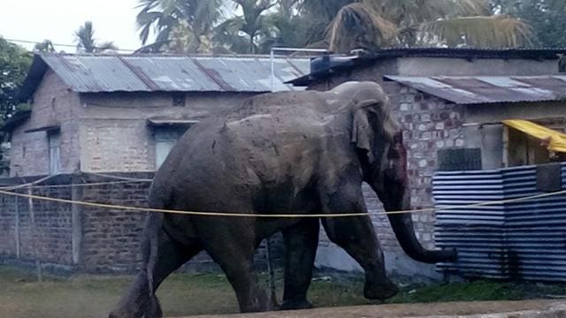 The elephant came from the nearby Baikanthapur forest and destroyed around 100-150 houses The elephant came from the nearby Baikanthapur forest and destroyed around 100-150 houses
