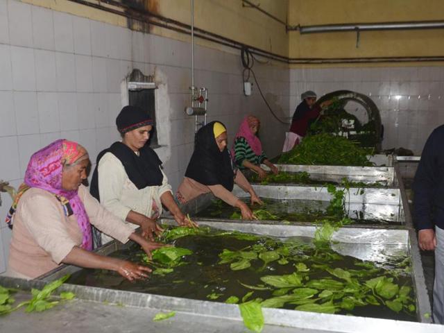 ‘Saag’ leaves being washed in large vessels at a processing unit run by Jagmohan Singh near Verka in Amritsar. The man runs his business on contacts. “I have a verbal contract with around 30 farmers of villages in the Batala area growing mustard,” he says. (Sameer Sehgal/HT) ‘Saag’ leaves being washed in large vessels at a processing unit run by Jagmohan Singh near Verka in Amritsar. The man runs his business on contacts. “I have a verbal contract with around 30 farmers of villages in the Batala area growing mustard,” he says. (Sameer Sehgal/HT)