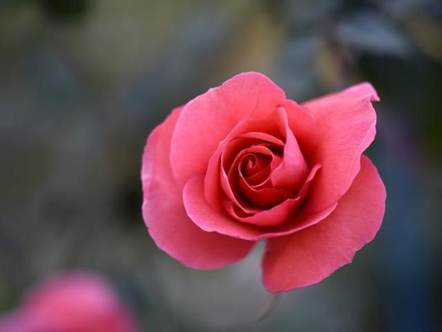 A Folklore rose at full bloom in Mughal Gardens at Rashtrapati Bhawan. (Arvind Yadav/HT Photo)