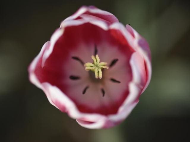 A purple and white tulip at full bloom in Mughal Gardens at Rashtrapati Bhawan. (Arvind Yadav/HT Photo)