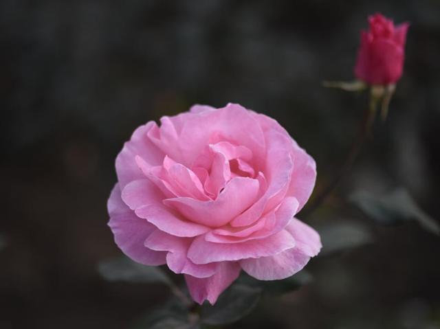 Pink Taj Mahal rose at full bloom in Mughal Gardens at Rashtrapati Bhawan. (Arvind Yadav/HT Photo)