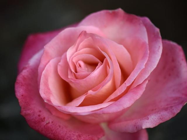 Rose Queen Elizabeth at full bloom in Mughal Gardens at Rashtrapati Bhawan. (Arvind Yadav/HT Photo)