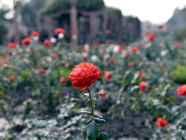 The classic red rose at full bloom in Mughal Gardens at Rashtrapati Bhawan. (Arvind Yadav/HT Photo)