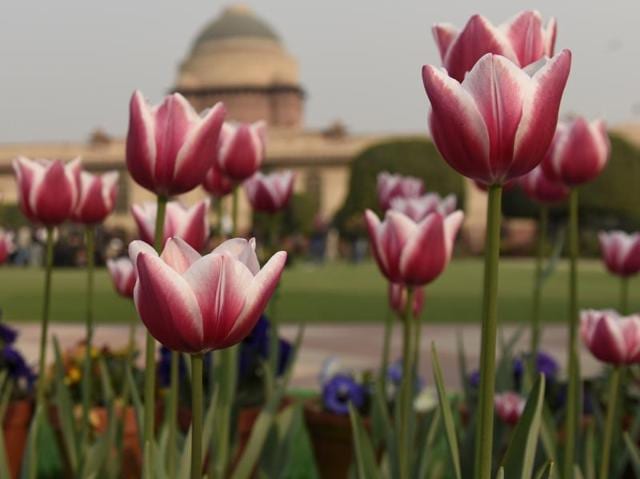 Tulips at the Mughal Gardens at the Rashtrapati Bhavan in Delhi are seen in full bloom. (Arvind Yadav/HT Photo)