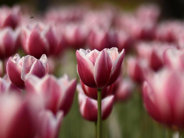 Tulips at the Mughal Gardens at the Rashtrapati Bhavan in Delhi are seen in full bloom. (Arvind Yadav/HT Photo)