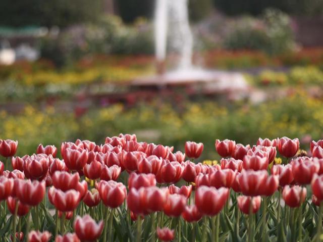 The Mughal Gardens are sprawled over 15 acres housing thousands of exotic foliage and is open to visitors from February to March each year. (Arvind Yadav/HT Photo)