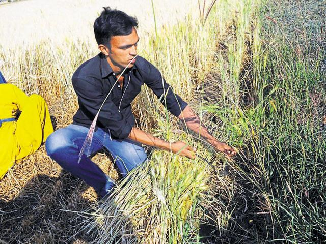 Kapil Parmar in his field in Madhya Pradesh’s Sherpur village.(Praveen Bajapi/HT) Kapil Parmar in his field in Madhya Pradesh’s Sherpur village.(Praveen Bajapi/HT)