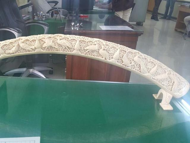 The tooth will now undergo a process of authentication in a bid to ascertain its actual age and to find its place of origination with the help of its peculiarities.(HT Photo) The tooth will now undergo a process of authentication in a bid to ascertain its actual age and to find its place of origination with the help of its peculiarities.(HT Photo)