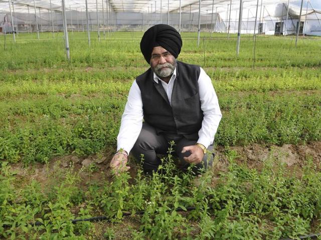 Like flies to sugar, farmers will be drawn to stevia if they stick to it like Rajpal Singh Gandhi.(Gurminder Singh/HT)