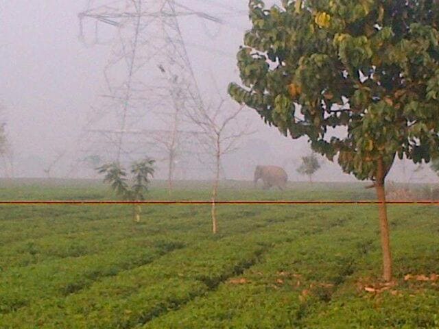 The wild elephant, which strayed into the urban area killed a farmer and damaged several vehicles. (HT Photo) The wild elephant, which strayed into the urban area killed a farmer and damaged several vehicles. (HT Photo)