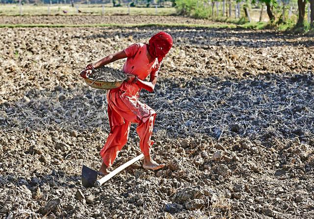 A farmer with her face covered carries soil as she prepares her field for sowing rice seeds on the outskirts of Ahmedabad, India, June 10, 2015. Budget 2016 has a farm focus.(REUTERS)