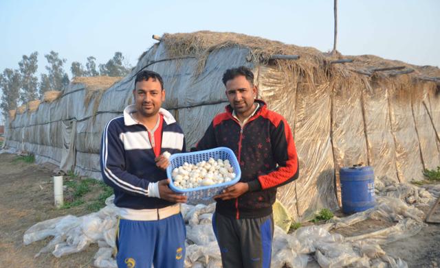 Mushroom farmer Mandeep Singh (right) and his brother Harpreet Singh showing freshly plucked button mushrooms from their farm on the Baba Bakala highway in Amritsar.(Sameer Sehgal/HT)