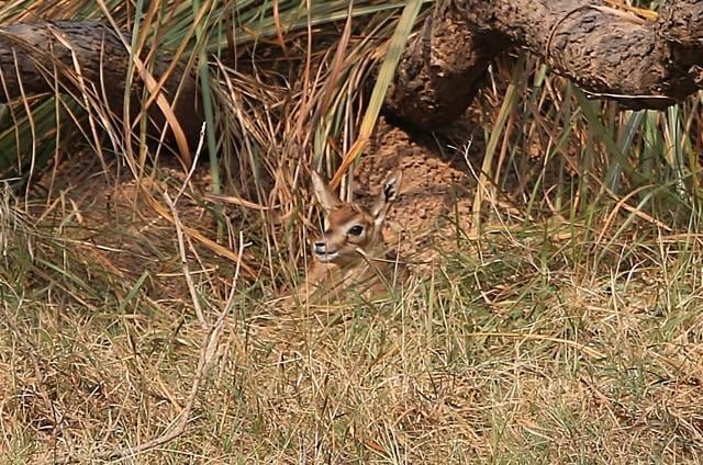 A chinkara fest , just a few days old, waits for mother in the hiding place at Chhatibir Zoo. (ShivJot S Bhullar/HT )