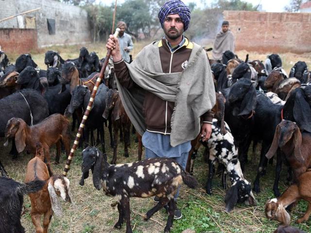 Don’t take him for an everyday shepherd. In goat he trusts, and makes hay while the sun shines. Rain, says Sukhchain Singh, is his only time of labour and pain.(Sanjeev Sharma/HT) Don’t take him for an everyday shepherd. In goat he trusts, and makes hay while the sun shines. Rain, says Sukhchain Singh, is his only time of labour and pain.(Sanjeev Sharma/HT)