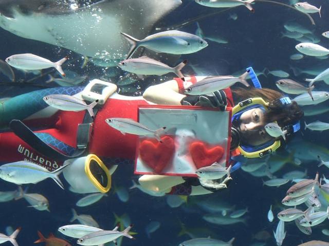 A diver swims with red heart-shaped squid meat during a feeding session ahead of Valentine’s Day at the Sunshine Aquarium in Tokyo on February 13, 2016. The publicity stunt runs until Valentine’s Day on February 14. (AFP)