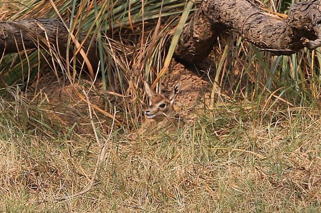 A chinkara fawn, just a few days old, waits for mother in the hiding place at Chhatbir zoo. (PHOTO: SHIVJOT S BHULLAR)