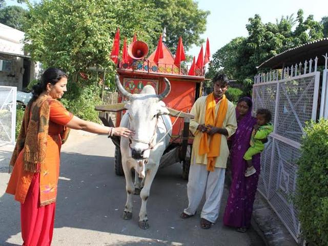 A woman worshipping a cow pulling a temple on wheels. (HT Photo) A woman worshipping a cow pulling a temple on wheels. (HT Photo)