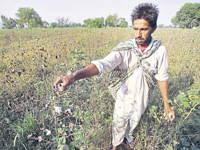 The state is passing through one of the worst agrarian crises. The cotton crop has failed and adequate compensation has not been given to the farmers.(REUTERS)