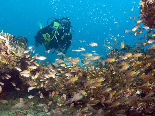 If you are not a swimmer, divers, who accompany tourists on the boats, will take you underwater. (Twitter)