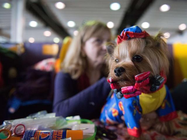 A woman sits with her dressed up Yorkshire Terrier.  (AFP) 