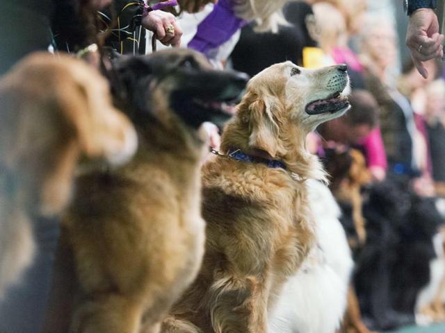 Dogs compete in the obedience competition line up for judges. (AFP) 