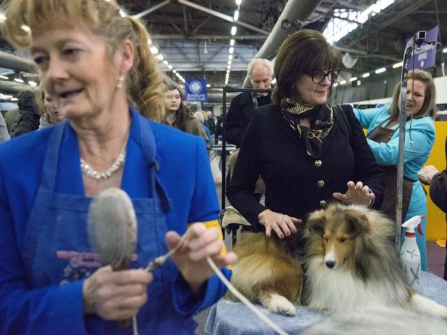 People prepare their Shetland Sheepdog Collie for show. (AFP) 