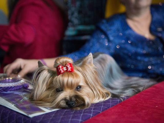 A woman sits with her Yorkshire Terrier. (AFP) 