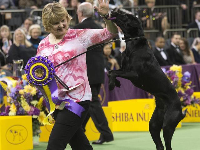 Heart, a Labrador, and her owner/handler, Linday Brennan, of Columbia, NJ, walk off the main ring after picking up her trophy for winning the obedience portion. (AP) 