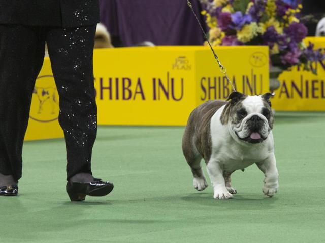 Annabelle, a bulldog, is shown in the ring during the non-sporting-group competition. (AP) 
