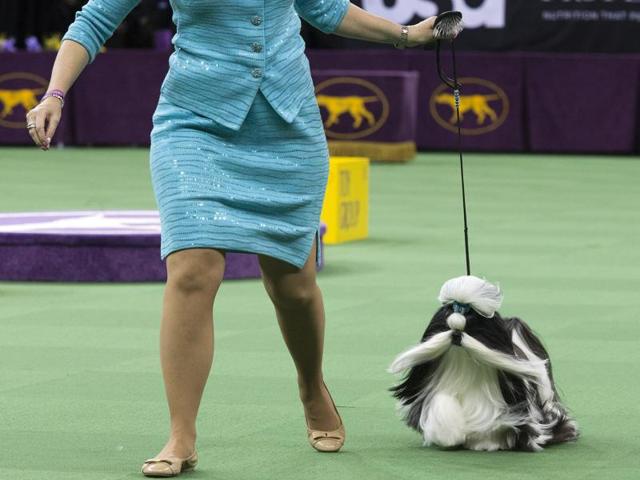 Panda, a shitzu, is shown in the ring during the Toy group competition. (AP) 