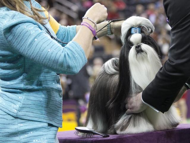Panda, a shitzu, is inspected by the judge in the ring during the Toy group competition. (AP) 
