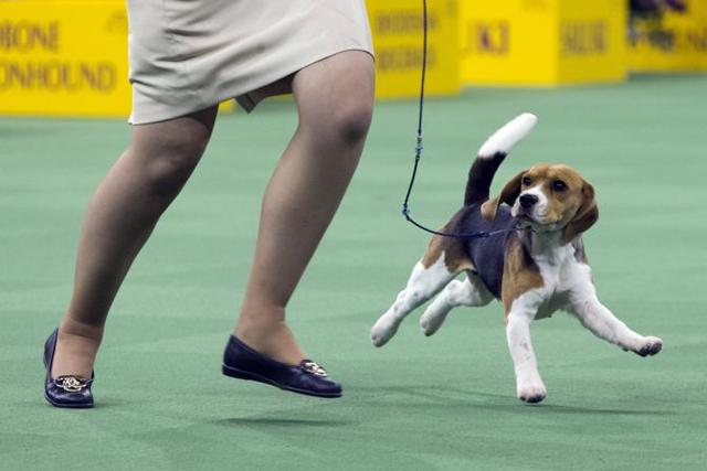Molly, a 13-inch Beagle from Bangkok, Thailand, is shown in the ring. (AP) 
