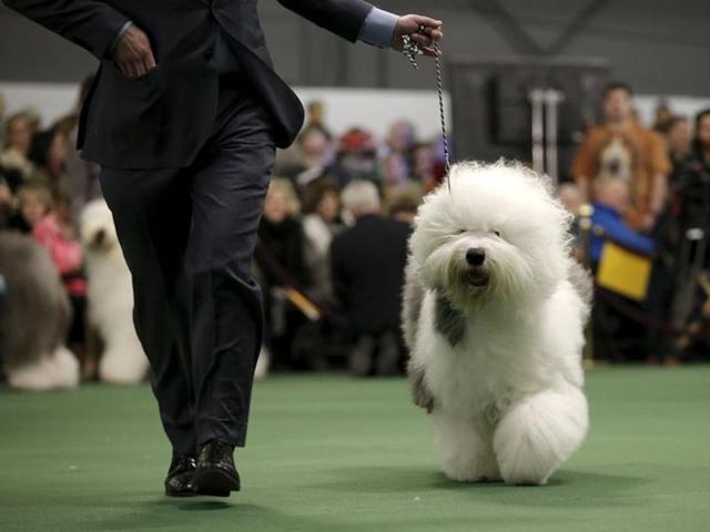 A handler runs an Old English sheepdog in the ring. Look at all the fluff. (REUTERS) 
