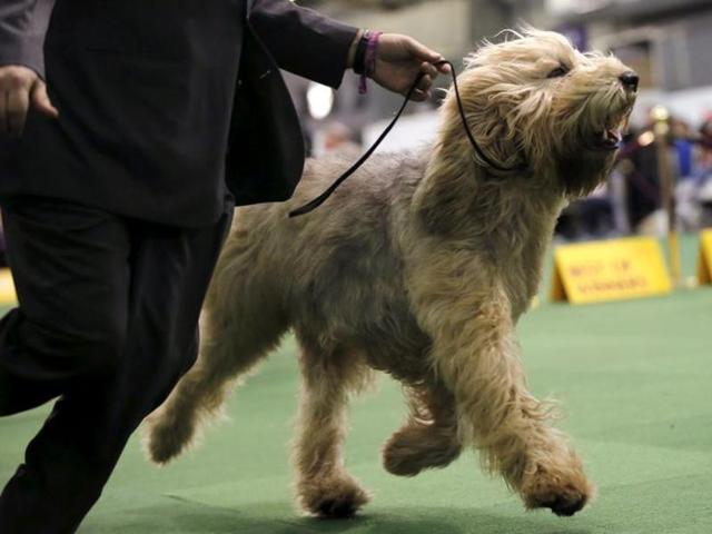 An Otterhound runs in the ring during the competition. (REUTERS) 