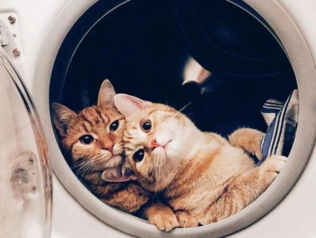 The photographer chose to caption the photo of these adorable cats in a dryer as: “As you get older you find out that true happiness is not in how much you make or how many degrees you have or how big your house is or how fancy your car is. It is finding joy and a calmness in your life that will soon become the most important thing to you. ” (Instagram/shennyfaith) 