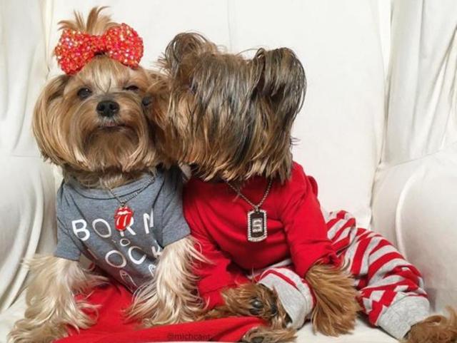 After some lovable cats, some puppy love is overdue. These awesome pups are sitting in a kissing booth. (Instagram/michcant) 