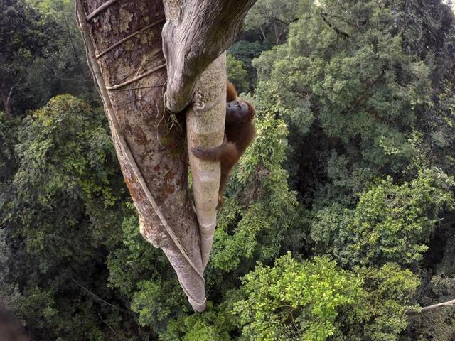 In this image released by World Press Photo titled "Tough Times for Orangutans" by photographer Tim Laman which won the first prize in the Nature Stories category shows a Bornean orangutan climbing over 30 meters up a tree in the rain forest of Gunung Palung National Park, West Kalimantan, Indonesia, Aug. 12, 2015. (Tim Laman, World Press Photo via AP) (Tim Laman) In this image released by World Press Photo titled "Tough Times for Orangutans" by photographer Tim Laman which won the first prize in the Nature Stories category shows a Bornean orangutan climbing over 30 meters up a tree in the rain forest of Gunung Palung National Park, West Kalimantan, Indonesia, Aug. 12, 2015. (Tim Laman, World Press Photo via AP) (Tim Laman)
