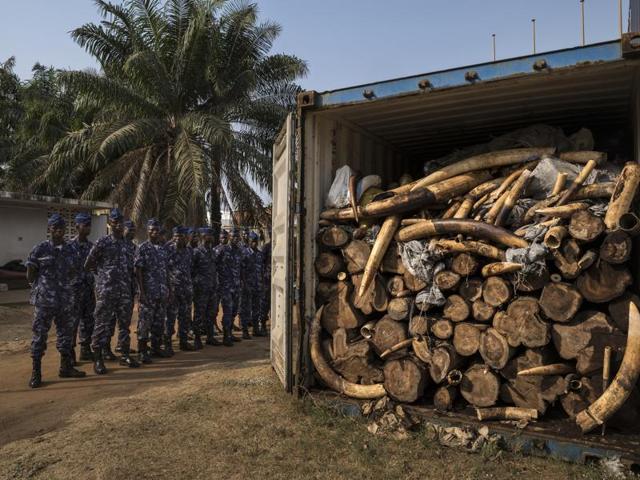 In this image released by World Press Photo titled "Ivory Wars" by photographer Brent Stirton, Getty images for National Geographic, which won a second prize in the Nature stories category shows a container filled with tons of illegal ivory. Togo is seen as a new opportunity by ivory smugglers with its new deep water port. Yet, customs officers with new container scanning technology have made the efforts of these smugglers more difficult. Lome, Togo, Jan. 29, 2014. (Brent Stirton/Getty Images for National Geographic, World Press Photo via AP) (AP) In this image released by World Press Photo titled "Ivory Wars" by photographer Brent Stirton, Getty images for National Geographic, which won a second prize in the Nature stories category shows a container filled with tons of illegal ivory. Togo is seen as a new opportunity by ivory smugglers with its new deep water port. Yet, customs officers with new container scanning technology have made the efforts of these smugglers more difficult. Lome, Togo, Jan. 29, 2014. (Brent Stirton/Getty Images for National Geographic, World Press Photo via AP) (AP)