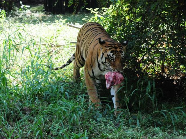 A tiger at Van Vihar National Park in Bhopal. (Mujeeb Faruqui/ HT file) A tiger at Van Vihar National Park in Bhopal. (Mujeeb Faruqui/ HT file)