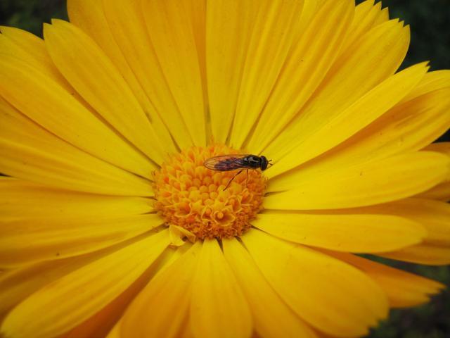 A bee upon a Calendula bloom at the Dr. PN Mehra Botanical Gardens, Panjab University. (Photo-Justin Jacob)