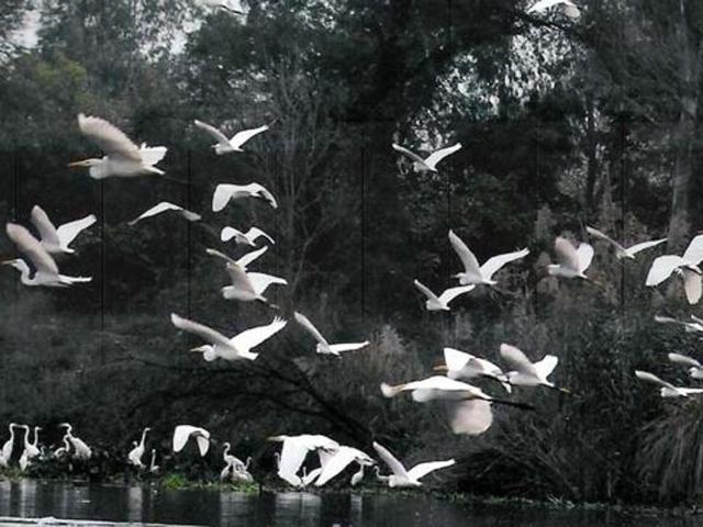Migratory birds at the Harike wetland in Ferozepur. (HT PHOTO) Migratory birds at the Harike wetland in Ferozepur. (HT PHOTO)