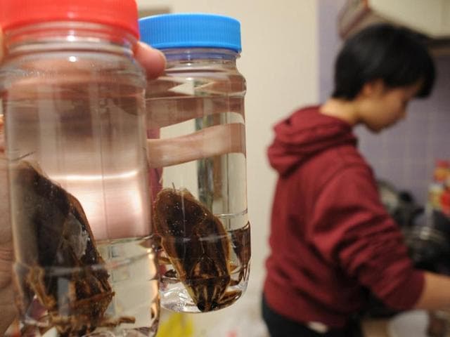 Additionally, farming insects emits 10 times less greenhouse gases as compared to livestock, says Dr Belgian entomologist Arnold van Huis in The Guardian. (AFP)