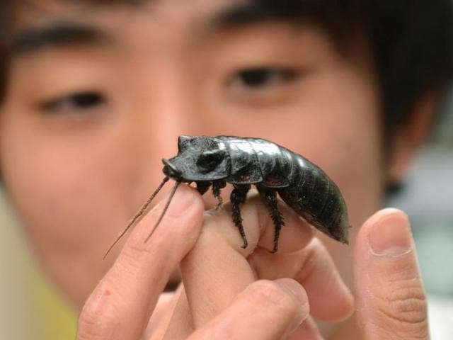 Despite a sizable chunk of humanity (close to 2 billion according to some estimates) consuming insects, why are we disgusted at the idea of snacking on bugs? According to Prof Manfred Kroger of Pennsylvania State University, the reason is our eating habits are conditioned by our culture, says National Geographic. (AFP)