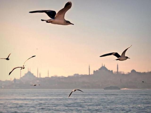 The early birds of Istanbul. (Instagram/by_serzone) 