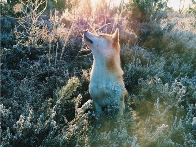 A Shiba Inu enjoying itself a facefull of sunshine. (barbaradecre) 