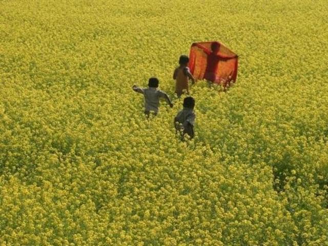 Authorities are considering whether to allow commercial growing of genetically modified (GM) mustard, which uses a technology that could improve yields but draws strong opposition over fears of safety
