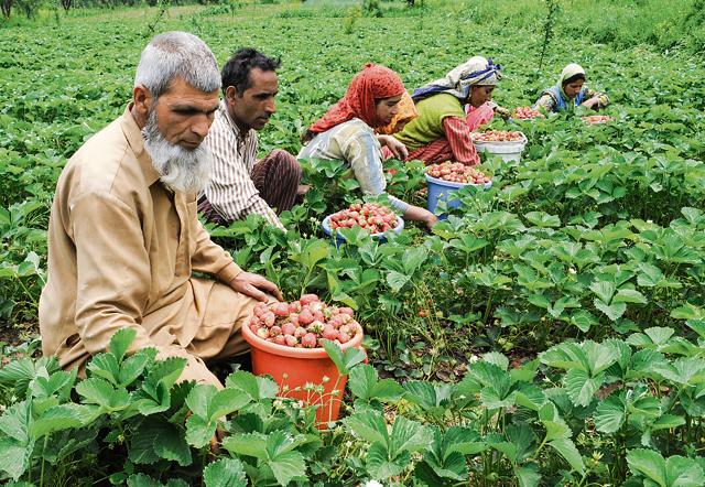 Haji Abdul Ahad Mir, 70, picking strawberries at his farm in Srinagar’s Gassoo village. Earlier grown in kitchen gardens for personal use, strawberries have now become this village’s primary crop. (Hindustan Times )