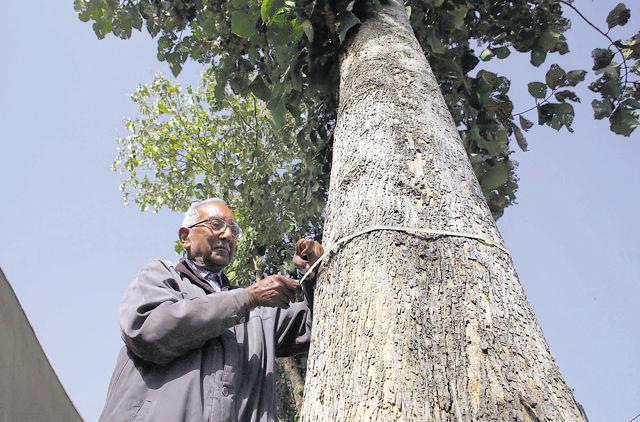 Radhe Shyam Tiwari, 78, owns 185 teak trees in Rajasthan’s Daulatpura village. Back in 1995, he was called ‘crazy’ to think that teak could survive the region’s harsh climactic conditions (himanshu vyas/HT)