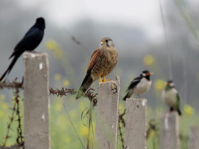CONFERENCE OF BIRDS: A migratory Common kestrel sits on a mustard field fence, flanked by a Drongo and Pied mynas, near Sultanpur (Haryana).(Courtesy: Tarun Choudhary)